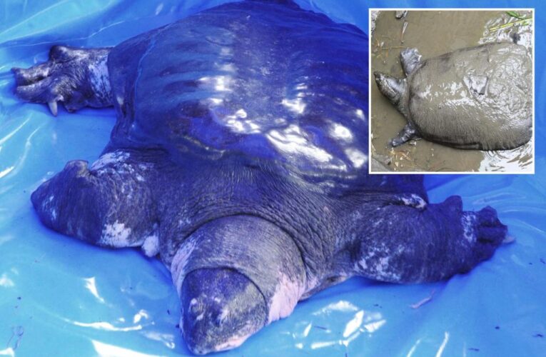 Yangtze turtle nears extinction after last known female found dead: ‘Devastating’