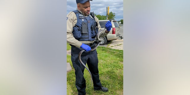 animal control officer holding eastern rat snake