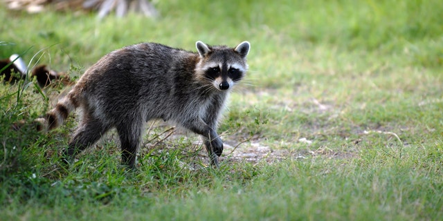 raccoon seen in a field