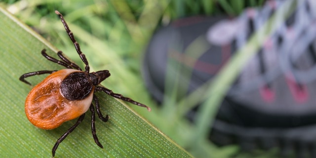 Lurking deer tick and foot in hiking boot on green grass. 