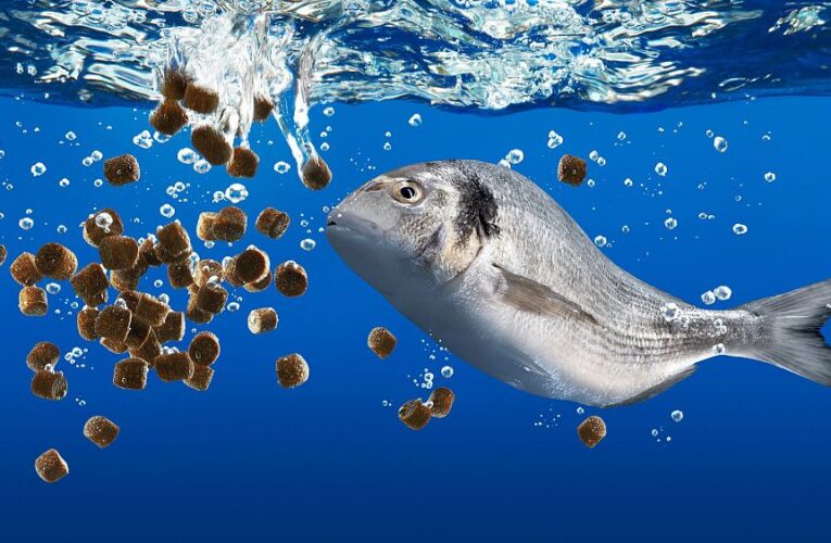 Fish have feelings too: Why animal sentience means we should rethink food