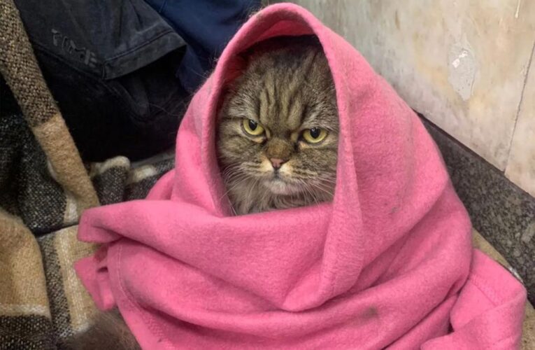 Ukrainian cat captures public’s mood about war in viral photo