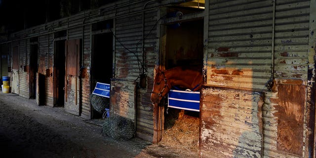 Horses in the stall at Belmont Park