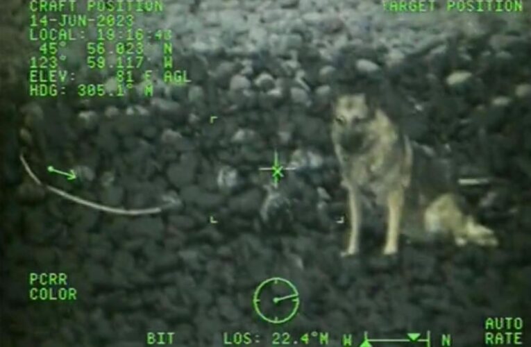Coast Guard aircrew rescues dog that fell over 300-foot cliff