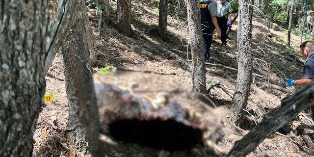 Bear body laying in embankment