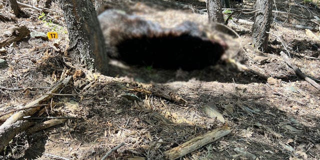 Bear body near attack scene