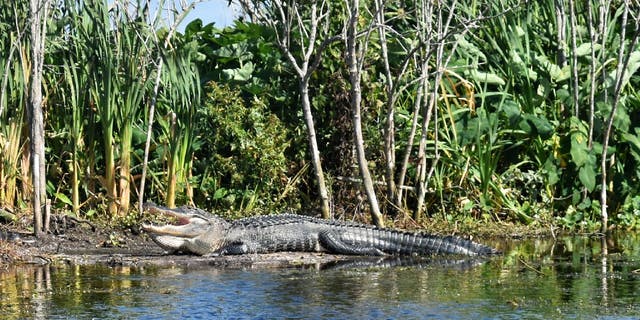 Alligator in Florida