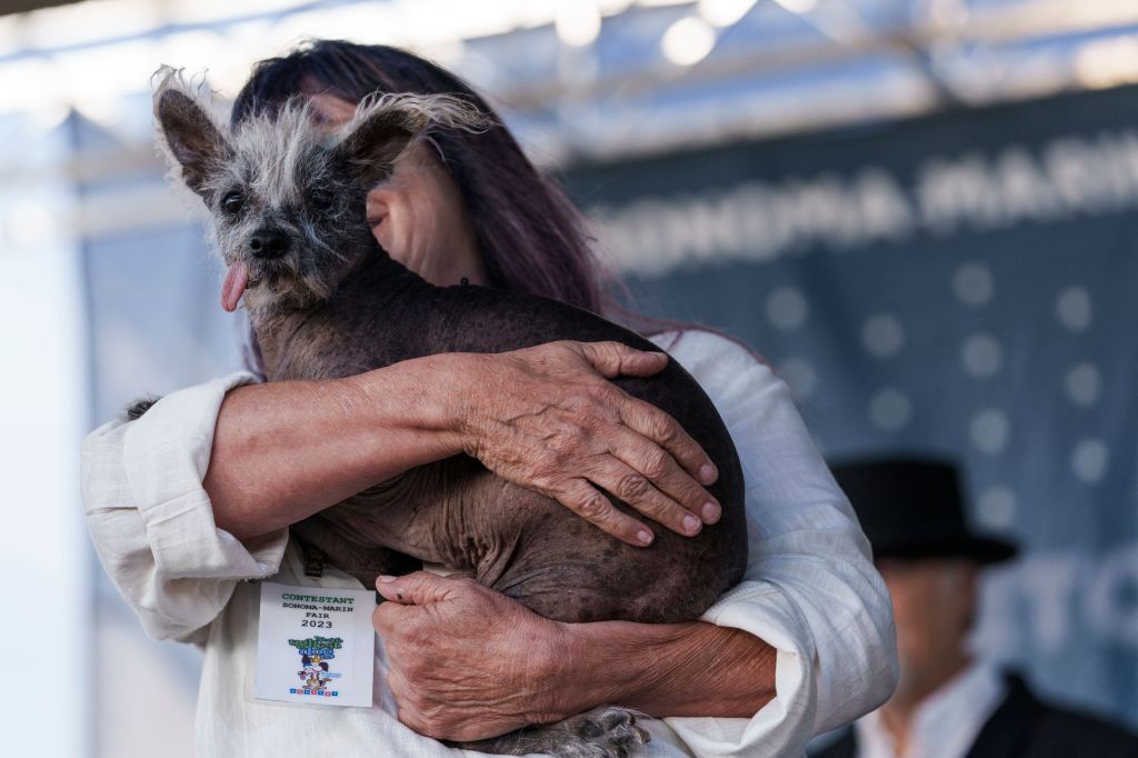 Scooter is the second consecutive Chinese Crested dog to win the title -- last year Mr. Happy Face took home the top spot. 