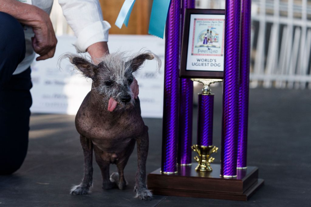 Scooter's original owner, who cared for the dog most of his life, had saved the deformed canine from being put down.