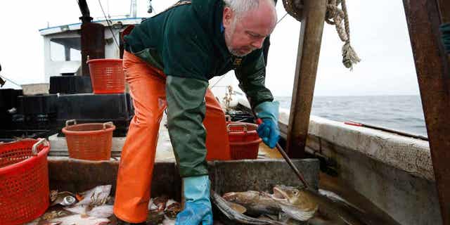 A fisherman sorting COD