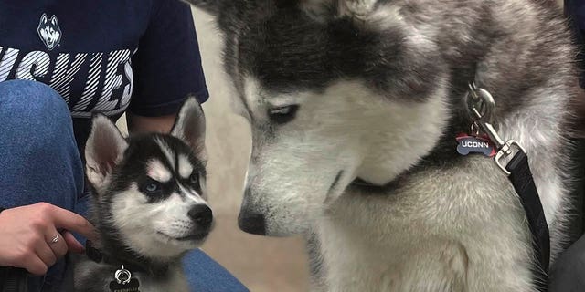 UConn mascots old and news standing together