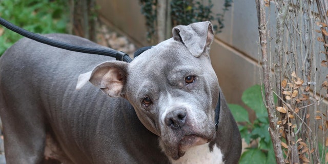 coco pitbull adoption