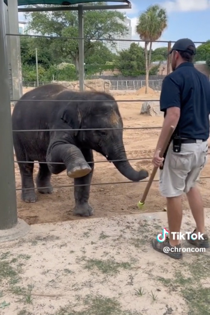 Teddy, a 2-year-old elephant, is currently learning to identify different parts of his body as trainers poke him all over with a tennis ball attached to a stick to learn different movements.