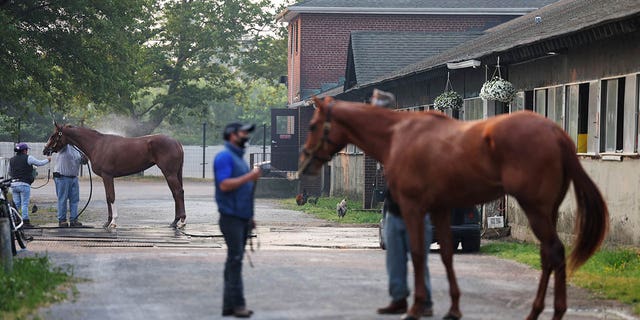 Horses being groomed outside Belmont Park