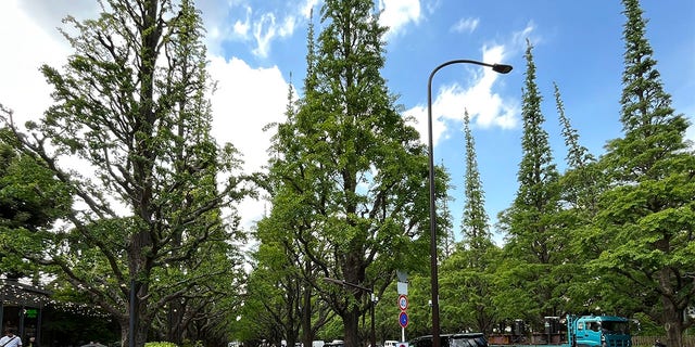 Picture of Ginkgo trees