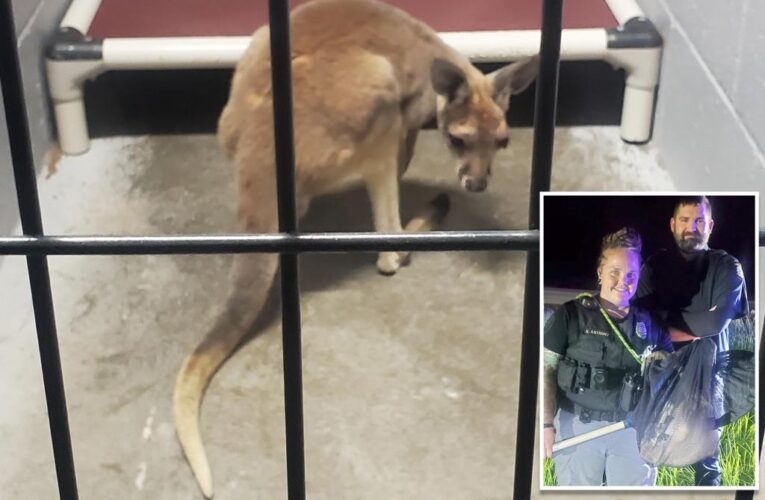 Kansas police capture a kangaroo seen wandering along a highway