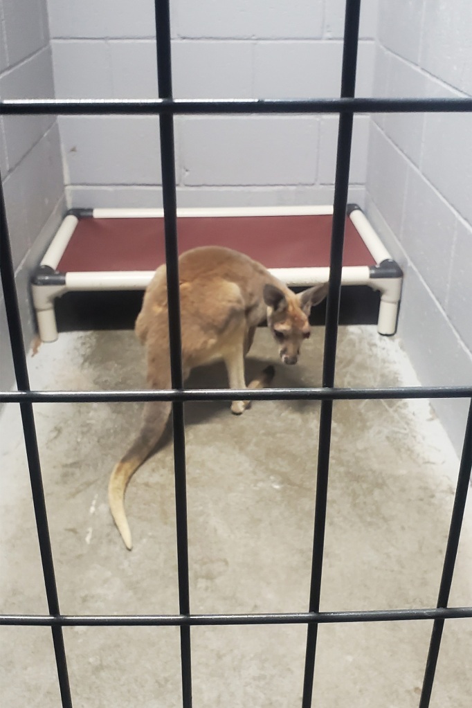 One photo even shows the poor kangaroo behind bars, though police made clear he was treated by a veterinarian during his stint in custody.