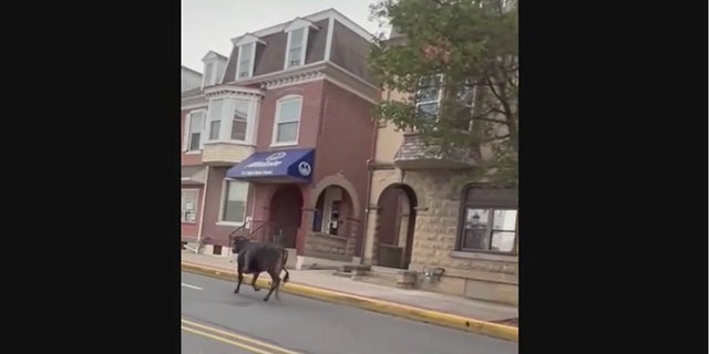 Kutztown cow