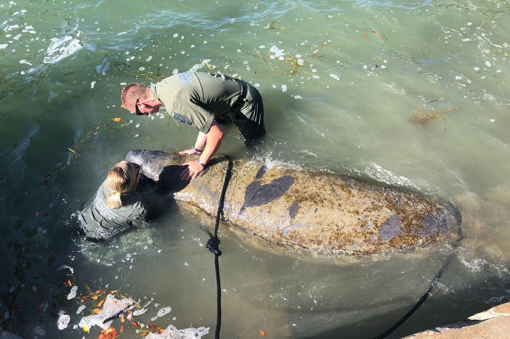 Deputy Jill Constant (L) said she was not going to sit and watch the manatee die and jumped in with her partner to help.