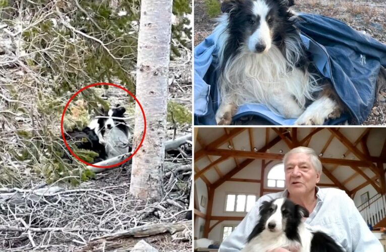 Colorado hiker finds dog missing for 5 weeks in the Rocky Mountains