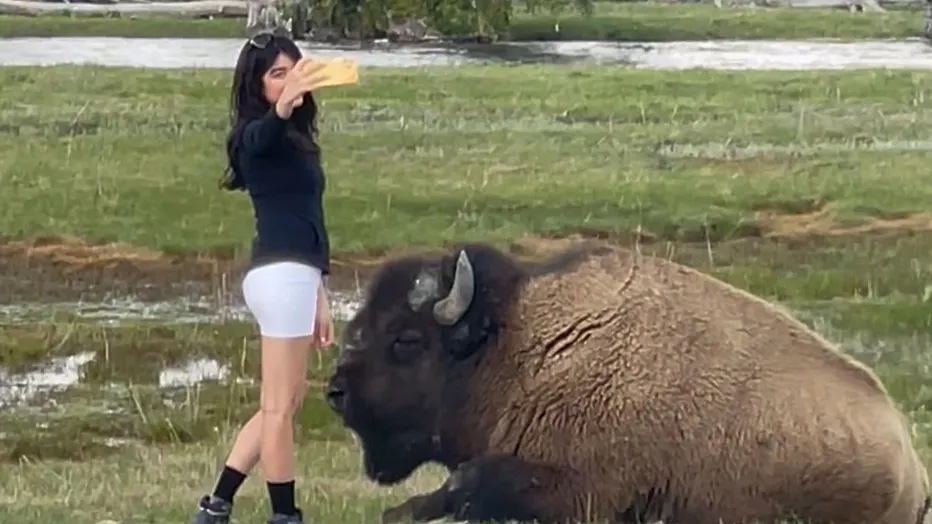 Reckless Yellowstone tourists are almost gored after touching bison for selfies.