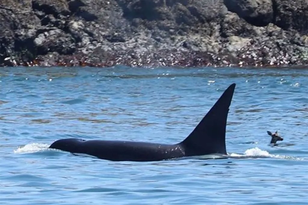 Deer's head pops above surface of water as it swims near a killer whale that breeches the ocean's surface. 