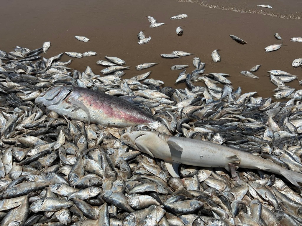 dead fish