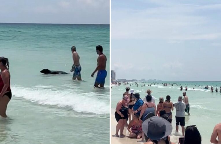 Video shows bear swimming in ocean on Florida beach
