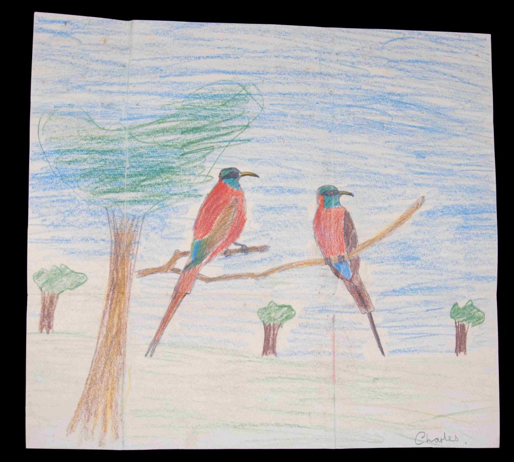 Birds sketched (Carmine Bee-Eaters) by a very young King Charles