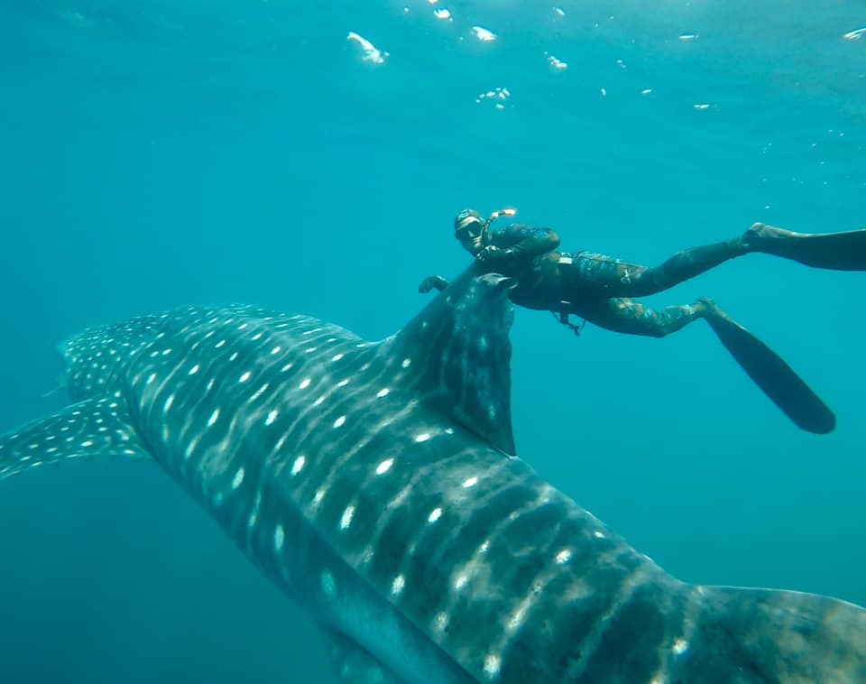 Ryan Proulx diving alongside a whale shark.