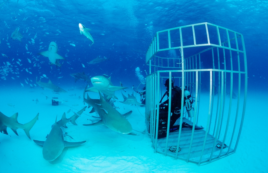 Sharks with cage and scuba diver in ocean.