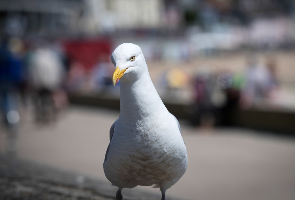 A herring gull watches people sat beside the sea as they enjoy the warm weather on the beach in Lyme Regis.