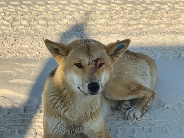 A 10-year-old-boy was dragged underwater by a Dingo. 