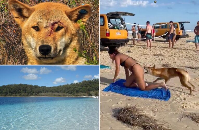 10-year-old attacked by dingo at Australian camping spot in disturbing video