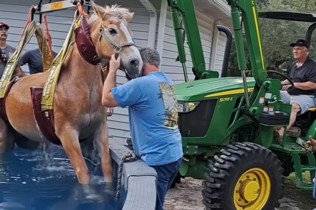 The pet pony was pulled from the pool with the help of first responders. 