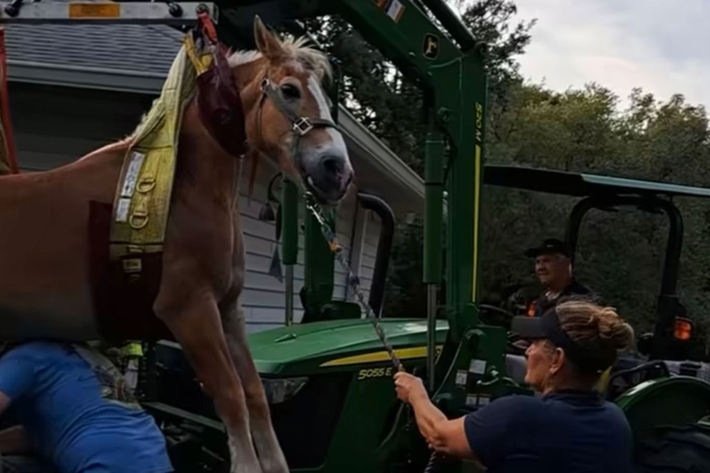 The horse apparently tried to leap over the pool.