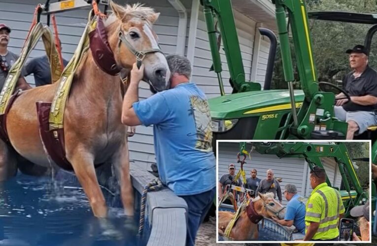 Pasco County Fire Rescue pull horse out of backyard pool