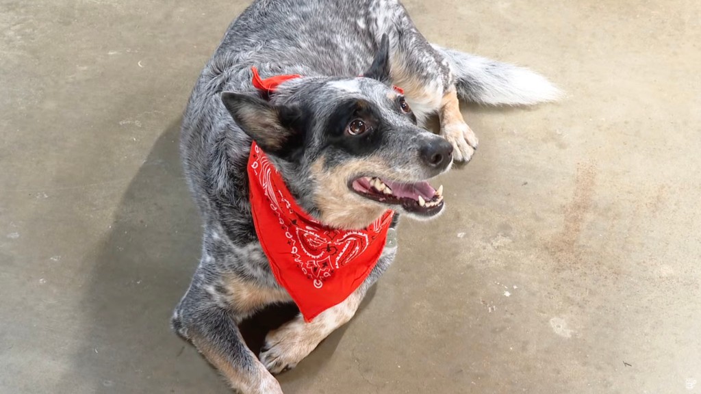 The homeowners' 7-year-old Australian cattle dog, Panda