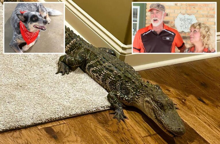 Dog alerts couple to 5-foot alligator in their home