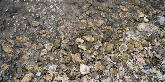 Oysters in water