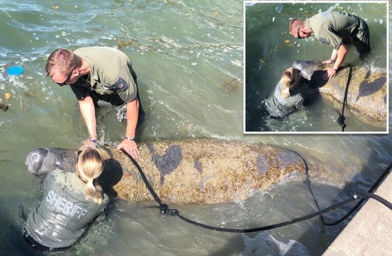 Florida deputies hold ‘exhausted’ manatee’s head above water for 2 hours, saving its life