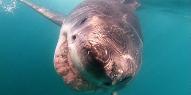 Great white diving cage