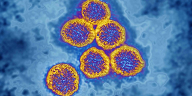 Flavivirus 