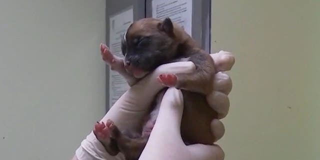 Puppy being inspected by vet