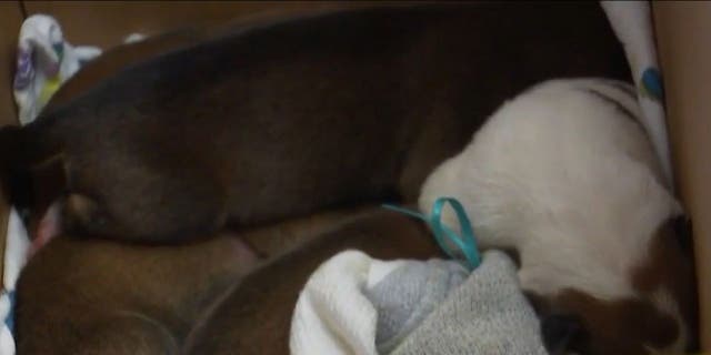 Close-up of sleeping rescued puppies