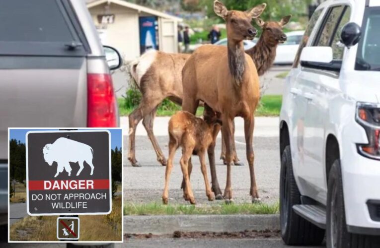 Yellowstone tourists drive baby elk to police station