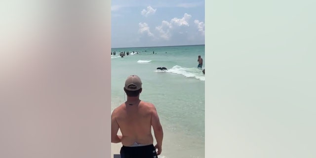 bear running out of ocean