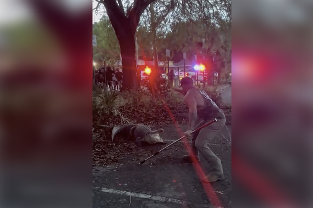 Footage captures Mike Dragich approaching the 10-foot alligator in front of spectators outside a Jacksonville elementary school. 
Footage captures Mike Dragich approaching the 10-foot alligator in front of spectators outside a Jacksonville elementary school. 
