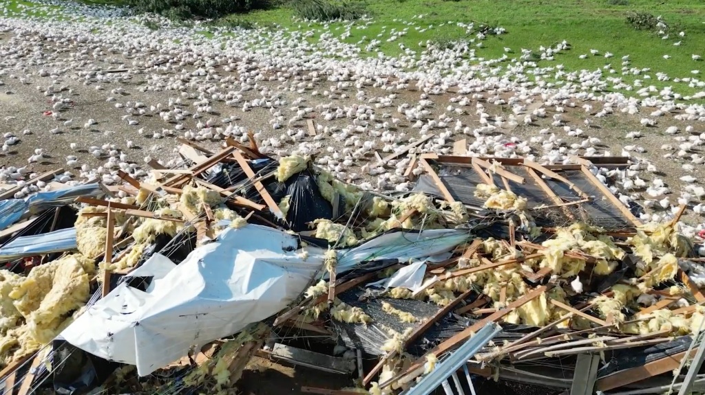 A poultry farm in the direct path of the EF-3 tornado was leveled, leaving tens of thousands of chickens unsheltered.