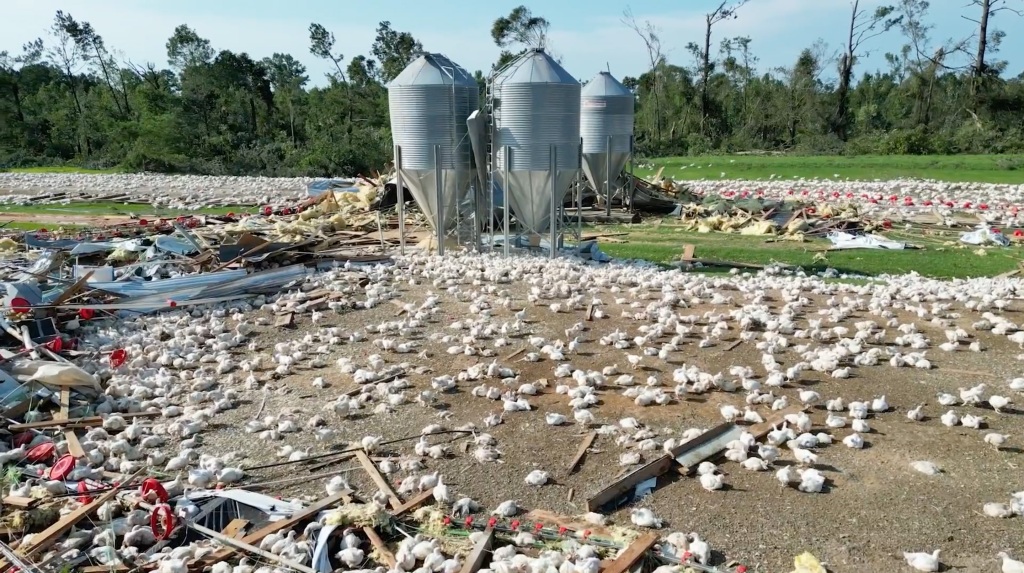 Footage recorded by Christian M. Chevres Nevarez on Monday showed the aftermath at the poultry farm in Jasper County.